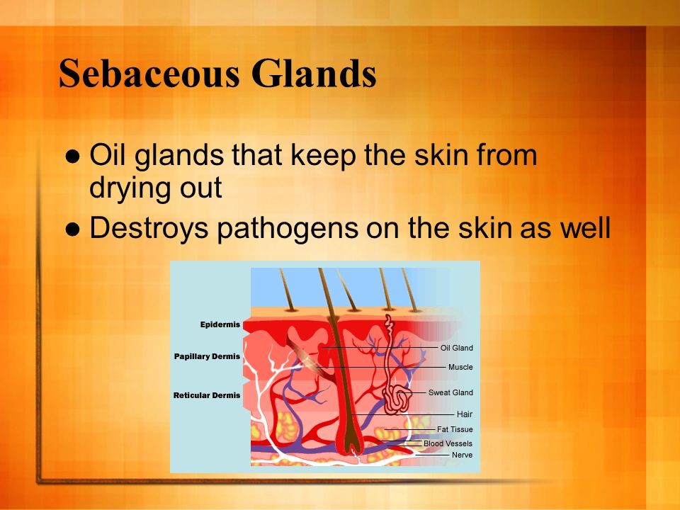 Sebaceous Glands Oil glands that keep the skin from drying out Destroys pathogens on the skin as well