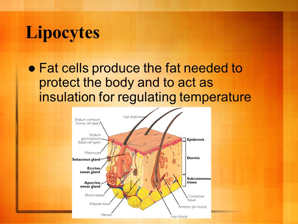 Lipocytes Fat cells produce the fat needed to protect the body and to act as insulation for regulating temperature