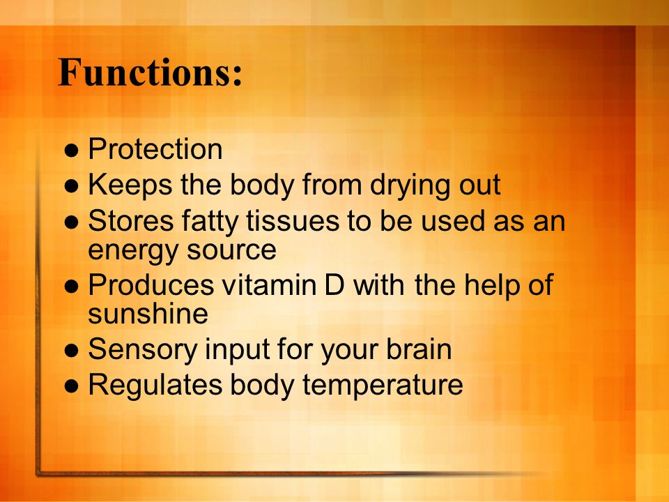 Functions: Protection Keeps the body from drying out Stores fatty tissues to be used as an energy source Produces vitamin D with the help of sunshine Sensory input for your brain Regulates body temperature
