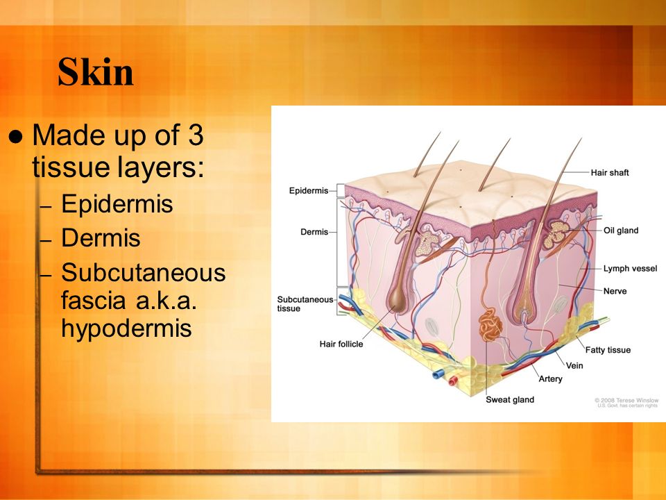 Skin Made up of 3 tissue layers: – Epidermis – Dermis – Subcutaneous fascia a.k.a. hypodermis