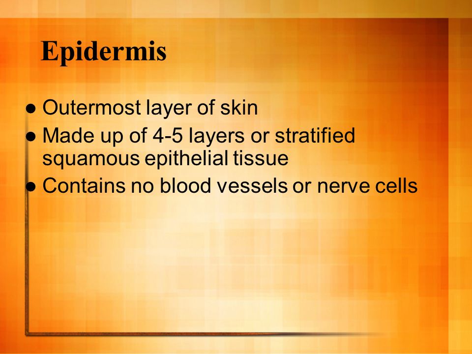 Epidermis Outermost layer of skin Made up of 4-5 layers or stratified squamous epithelial tissue Contains no blood vessels or nerve cells