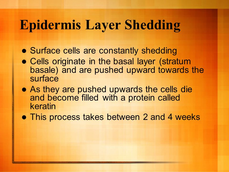 Epidermis Layer Shedding Surface cells are constantly shedding Cells originate in the basal layer (stratum basale) and are pushed upward towards the surface As they are pushed upwards the cells die and become filled with a protein called keratin This process takes between 2 and 4 weeks