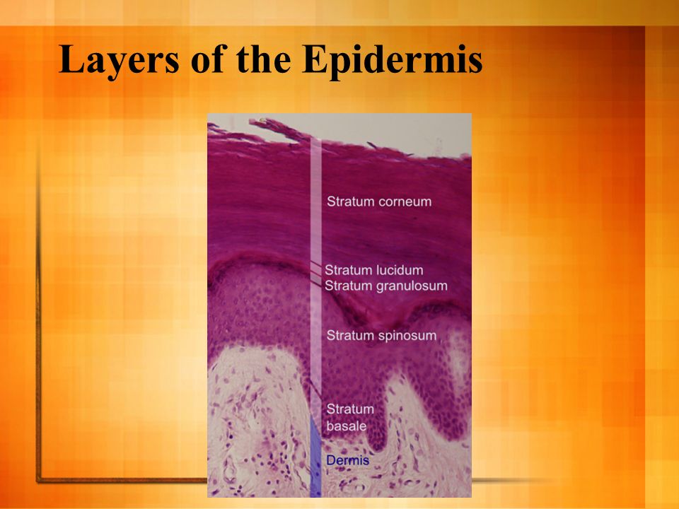Layers of the Epidermis
