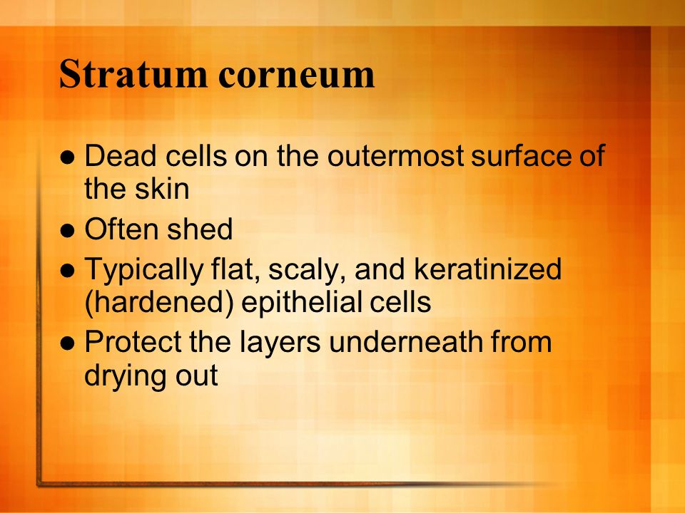 Stratum corneum Dead cells on the outermost surface of the skin Often shed Typically flat, scaly, and keratinized (hardened) epithelial cells Protect the layers underneath from drying out