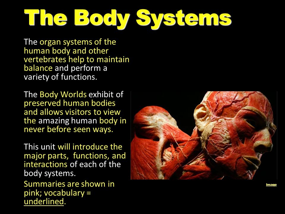 organ systems of the human body List of organs of the human body this article contains a list of organs of the human body it is widely believed that there are 79 organs however, there is no universally standard definition of what constitutes an organ, and some tissue groups' status as one is debated. organ systems of the human body List of organs of the human body this article contains a list of organs of the human body it is widely believed that there are 79 organs however, there is no universally standard definition of what constitutes an organ, and some tissue groups' status as one is debated.