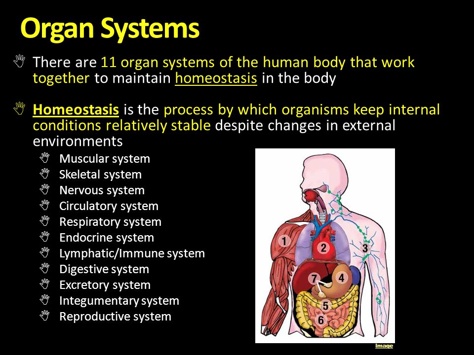 systems of the human body essay 1 compare the reaction times for voluntary vs involuntary activation of the quadriceps muscle what might account for the observed differences in reaction times. systems of the human body essay 1 compare the reaction times for voluntary vs involuntary activation of the quadriceps muscle what might account for the observed differences in reaction times.