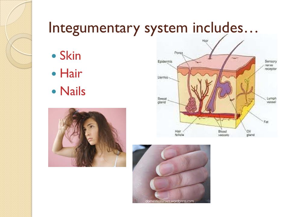 Integumentary system includes… Skin Hair Nails