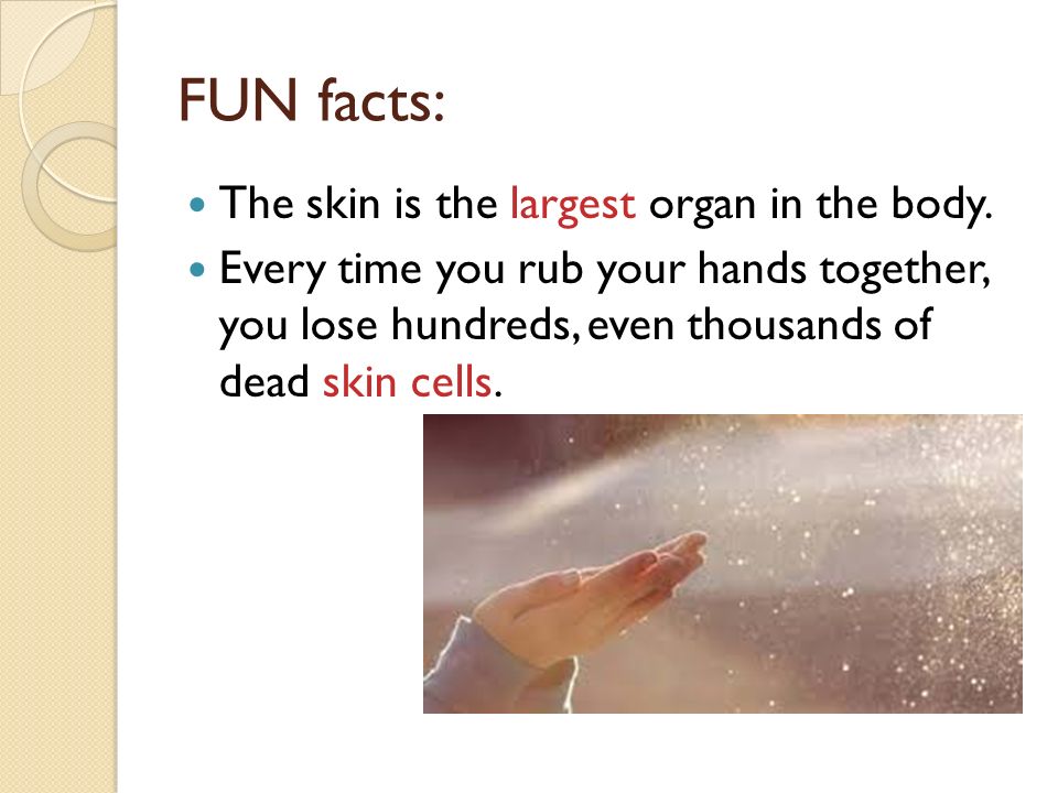 FUN facts: The skin is the largest organ in the body.
