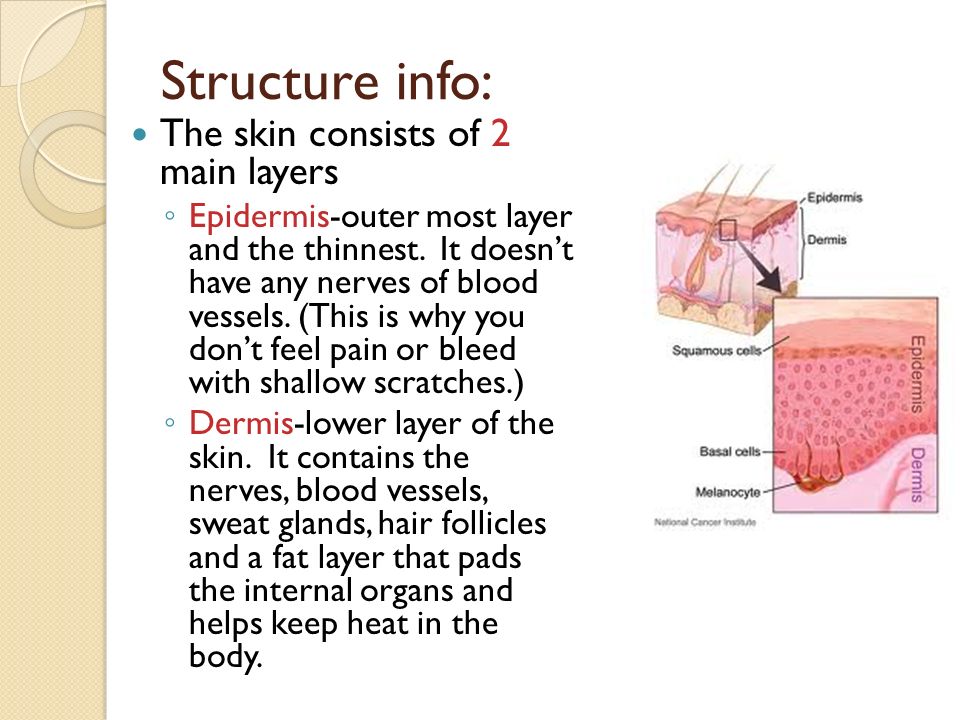 Structure info: The skin consists of 2 main layers ◦ Epidermis-outer most layer and the thinnest.