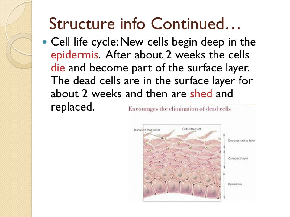 Structure info Continued… Cell life cycle: New cells begin deep in the epidermis.