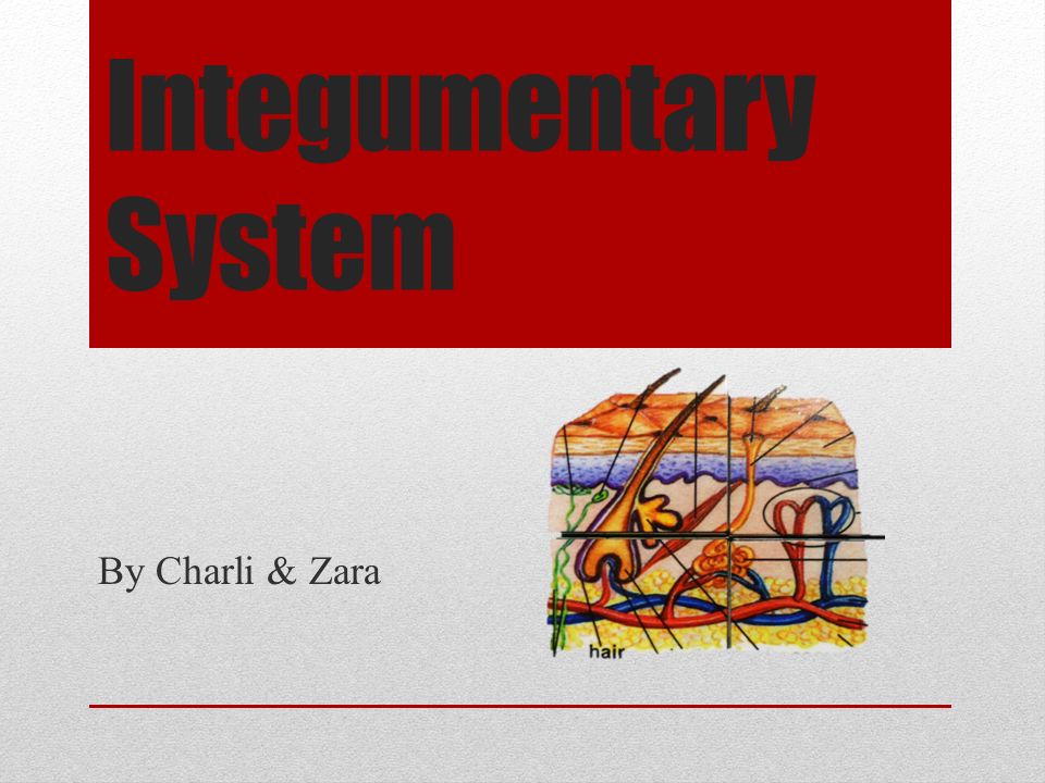 Integumentary System By Charli & Zara