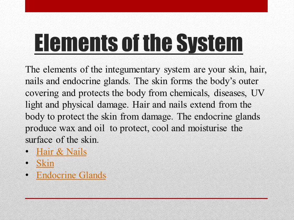 Elements of the System The elements of the integumentary system are your skin, hair, nails and endocrine glands.