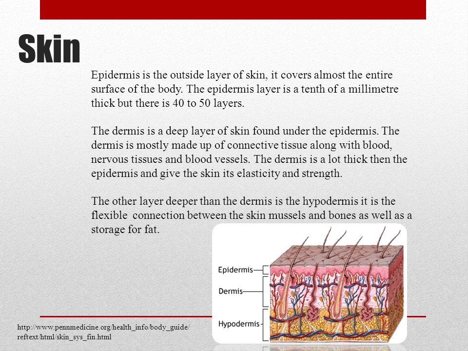 Skin Epidermis is the outside layer of skin, it covers almost the entire surface of the body.