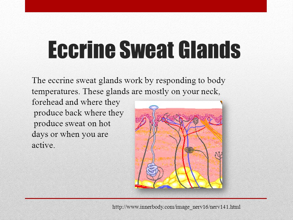 Eccrine Sweat Glands The eccrine sweat glands work by responding to body temperatures.
