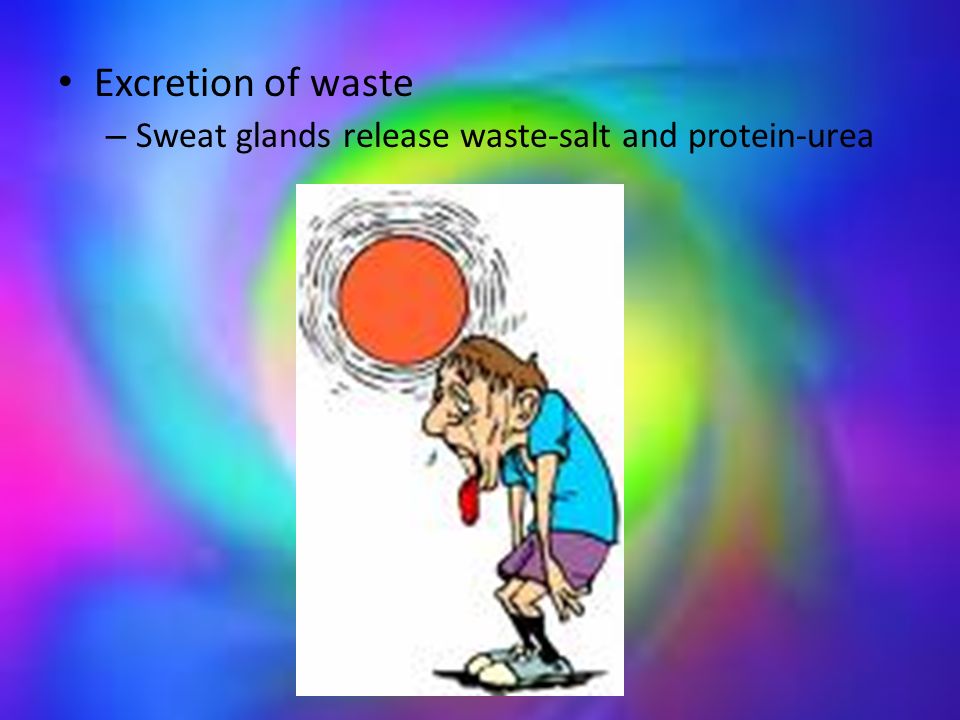 Excretion of waste – Sweat glands release waste-salt and protein-urea