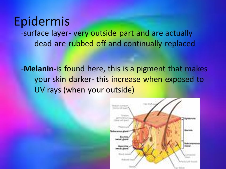 Epidermis - surface layer- very outside part and are actually dead-are rubbed off and continually replaced -Melanin-is found here, this is a pigment that makes your skin darker- this increase when exposed to UV rays (when your outside)