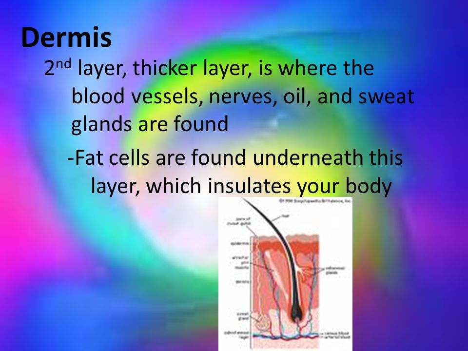 Dermis 2 nd layer, thicker layer, is where the blood vessels, nerves, oil, and sweat glands are found -Fat cells are found underneath this layer, which insulates your body