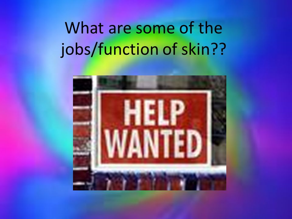 What are some of the jobs/function of skin