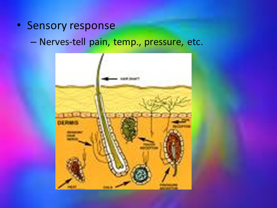 Sensory response – Nerves-tell pain, temp., pressure, etc.