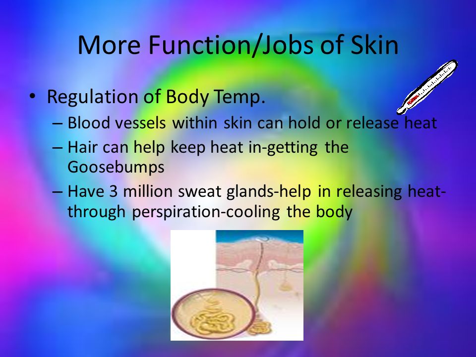 More Function/Jobs of Skin Regulation of Body Temp.