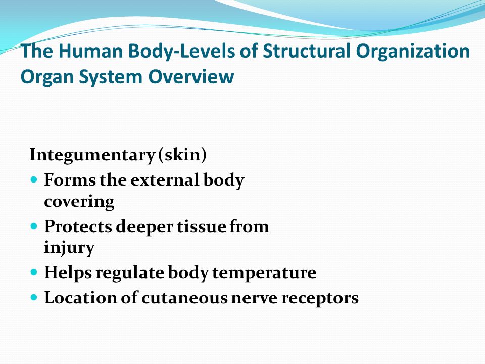 the human body-levels of structural organization