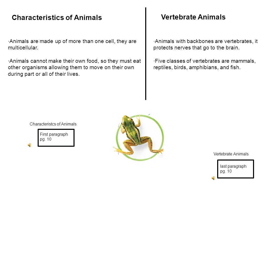 Characteristics of Animals Vertebrate Animals ·Animals are made up of more than one cell, they are multicellular.