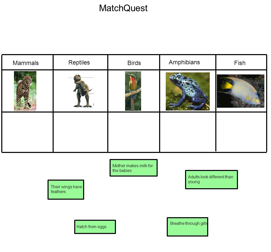 MatchQuest Mammals Reptiles Birds Amphibians Fish Mother makes milk for the babies Hatch from eggsTheir wings have feathers Adults look different than young Breathe through gills