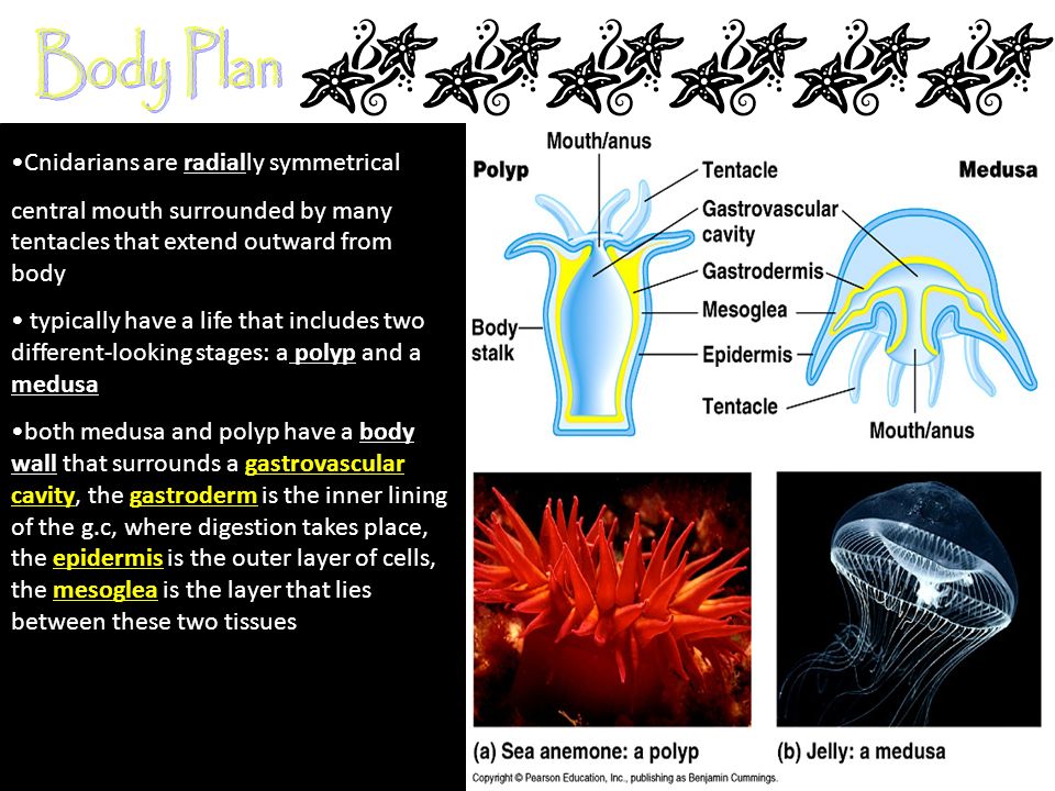 chapter 26 3 cnidarians by us three ppt video online download explain how a nematocyst works