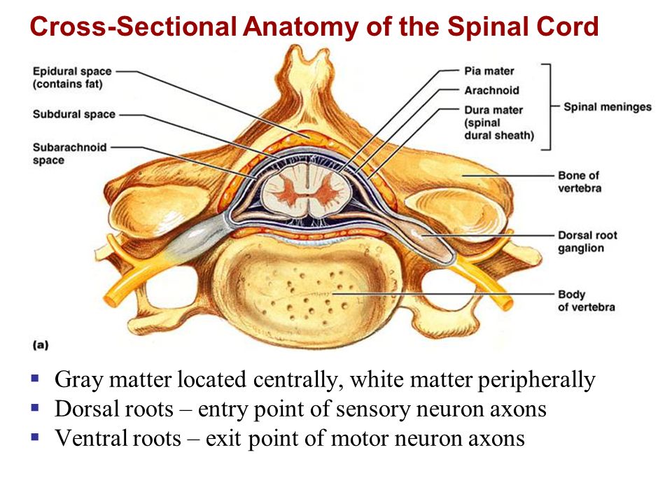 homeostatic imbalances of the spinal cord Human a&p i - autonomic nervous system i 1 preganglionic fibers from lateral horn of spinal cord (t 1 to l 2) homeostatic imbalances of ans. homeostatic imbalances of the spinal cord Human a&p i - autonomic nervous system i 1 preganglionic fibers from lateral horn of spinal cord (t 1 to l 2) homeostatic imbalances of ans.