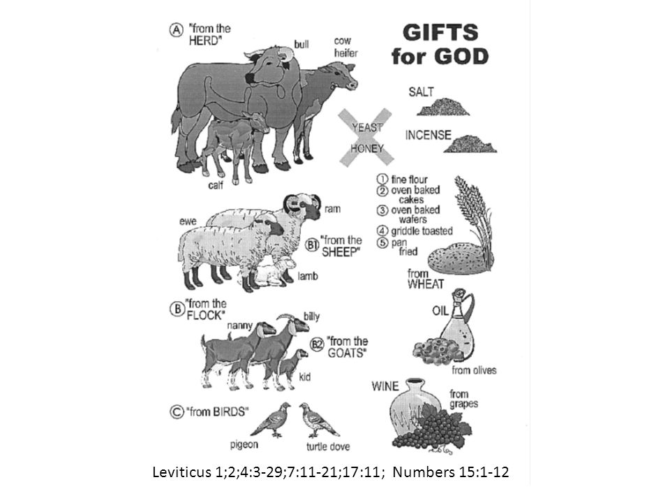 Leviticus 1;2;4:3-29;7:11-21;17:11; Numbers 15:1-12