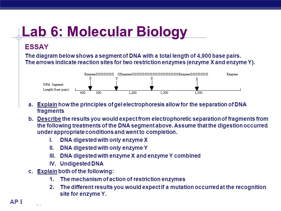 ap biology cells essay ap biology cells essay