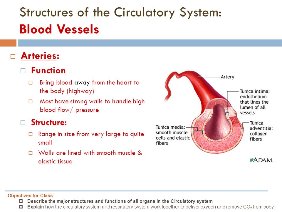 functioning of body systems essay functioning of body systems essay