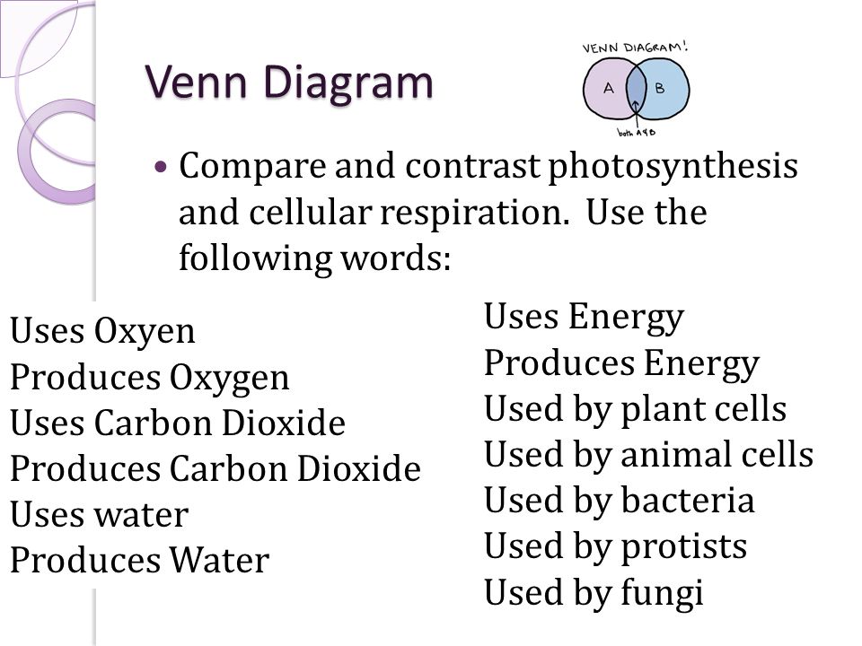 photosynthesis essay questions photosynthesis essay questions