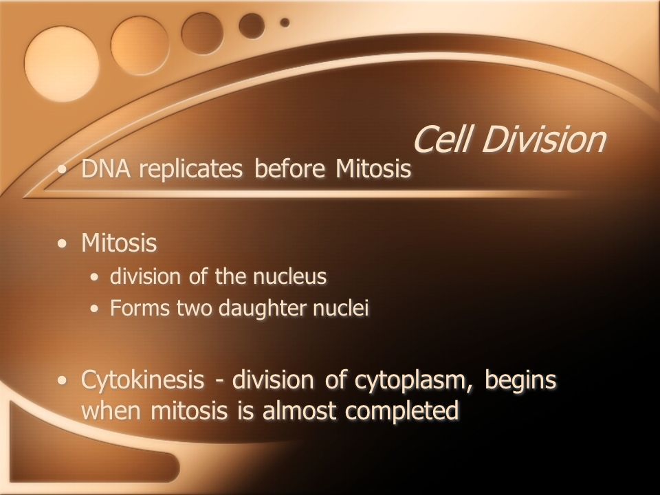 Cell Division DNA replicates before Mitosis Mitosis division of the nucleus Forms two daughter nuclei Cytokinesis - division of cytoplasm, begins when mitosis is almost completed DNA replicates before Mitosis Mitosis division of the nucleus Forms two daughter nuclei Cytokinesis - division of cytoplasm, begins when mitosis is almost completed