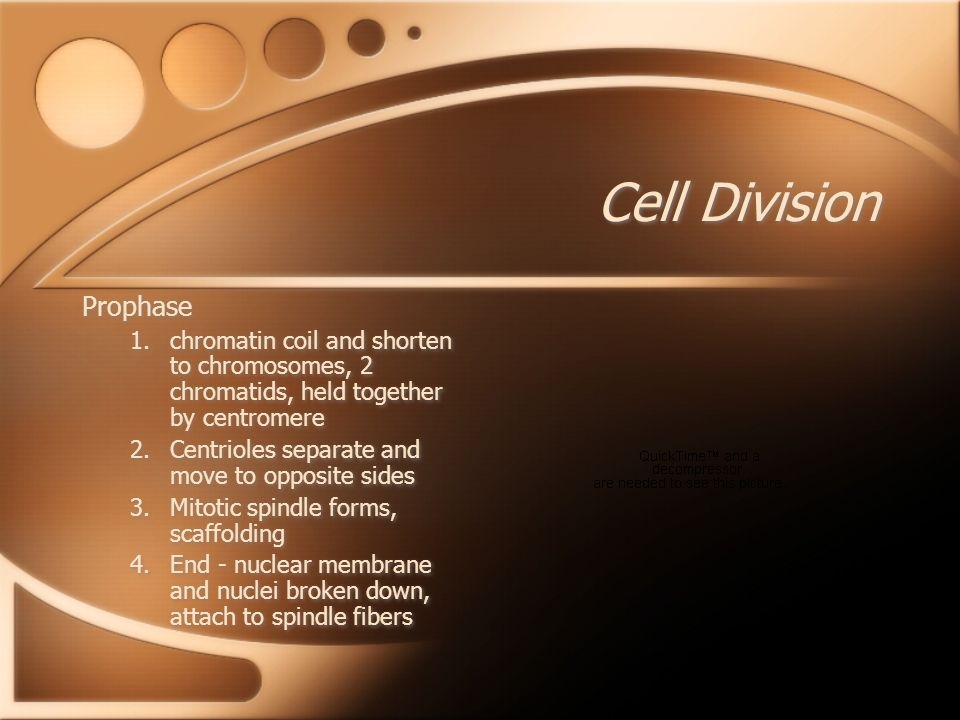 Cell Division Prophase 1.chromatin coil and shorten to chromosomes, 2 chromatids, held together by centromere 2.Centrioles separate and move to opposite sides 3.Mitotic spindle forms, scaffolding 4.End - nuclear membrane and nuclei broken down, attach to spindle fibers Prophase 1.chromatin coil and shorten to chromosomes, 2 chromatids, held together by centromere 2.Centrioles separate and move to opposite sides 3.Mitotic spindle forms, scaffolding 4.End - nuclear membrane and nuclei broken down, attach to spindle fibers