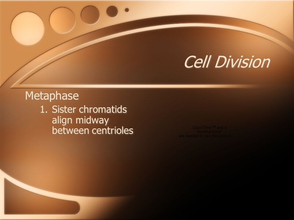 Cell Division Metaphase 1.Sister chromatids align midway between centrioles Metaphase 1.Sister chromatids align midway between centrioles