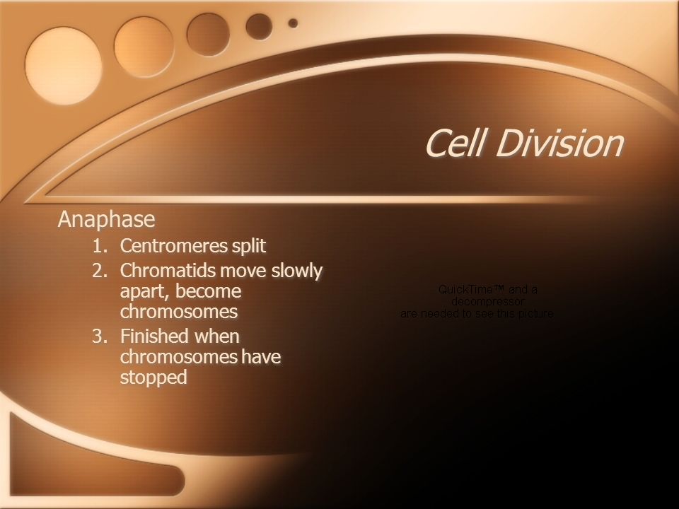 Cell Division Anaphase 1.Centromeres split 2.Chromatids move slowly apart, become chromosomes 3.Finished when chromosomes have stopped Anaphase 1.Centromeres split 2.Chromatids move slowly apart, become chromosomes 3.Finished when chromosomes have stopped