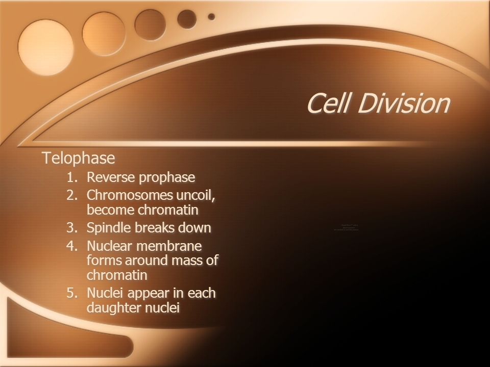 Cell Division Telophase 1.Reverse prophase 2.Chromosomes uncoil, become chromatin 3.Spindle breaks down 4.Nuclear membrane forms around mass of chromatin 5.Nuclei appear in each daughter nuclei Telophase 1.Reverse prophase 2.Chromosomes uncoil, become chromatin 3.Spindle breaks down 4.Nuclear membrane forms around mass of chromatin 5.Nuclei appear in each daughter nuclei
