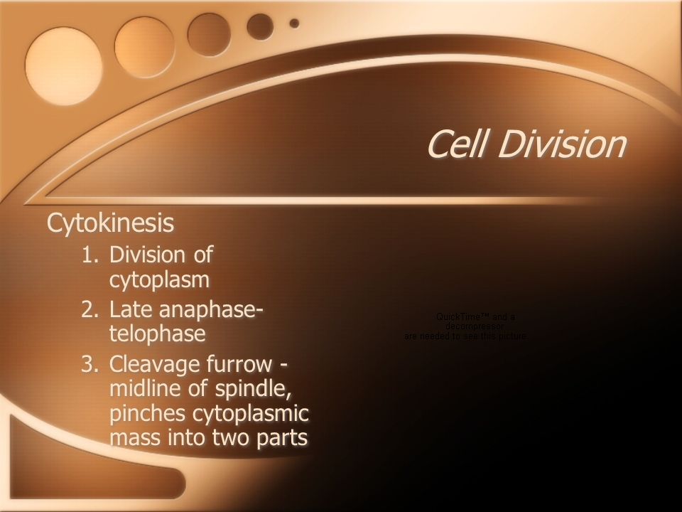 Cell Division Cytokinesis 1.Division of cytoplasm 2.Late anaphase- telophase 3.Cleavage furrow - midline of spindle, pinches cytoplasmic mass into two parts Cytokinesis 1.Division of cytoplasm 2.Late anaphase- telophase 3.Cleavage furrow - midline of spindle, pinches cytoplasmic mass into two parts