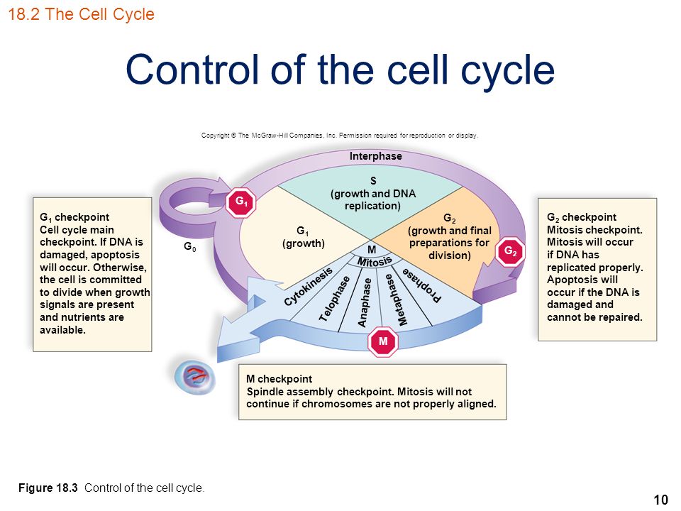 10 Figure 18.3 Control of the cell cycle.