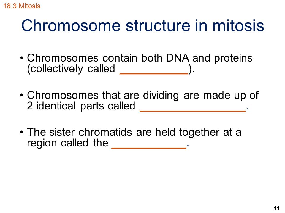 11 Chromosome structure in mitosis Chromosomes contain both DNA and proteins (collectively called ___________).