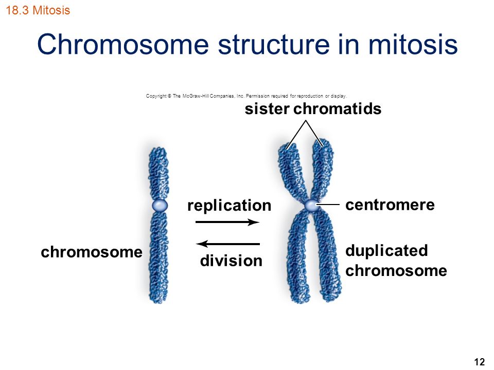 12 Chromosome structure in mitosis 18.3 Mitosis Copyright © The McGraw-Hill Companies, Inc.