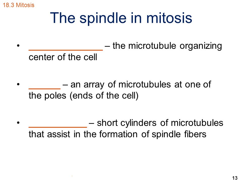 13 The spindle in mitosis ______________ – the microtubule organizing center of the cell ______ – an array of microtubules at one of the poles (ends of the cell) ___________ – short cylinders of microtubules that assist in the formation of spindle fibers 18.3 Mitosis