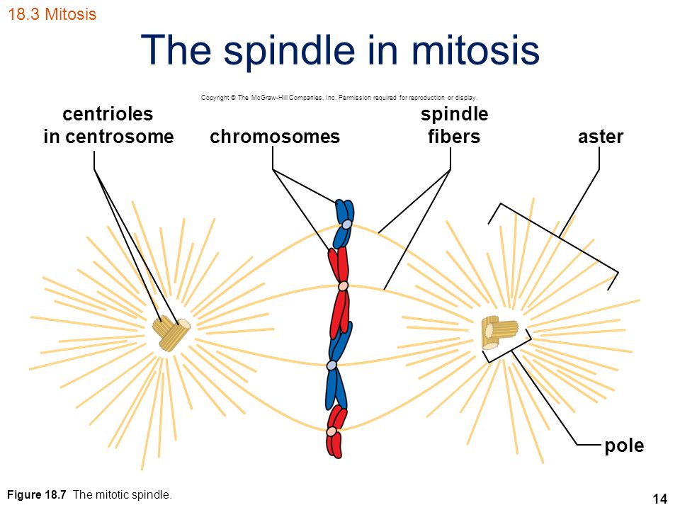 14 The spindle in mitosis 18.3 Mitosis Figure 18.7 The mitotic spindle.
