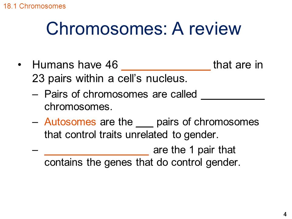 4 Chromosomes: A review Humans have 46 ______________ that are in 23 pairs within a cell’s nucleus.