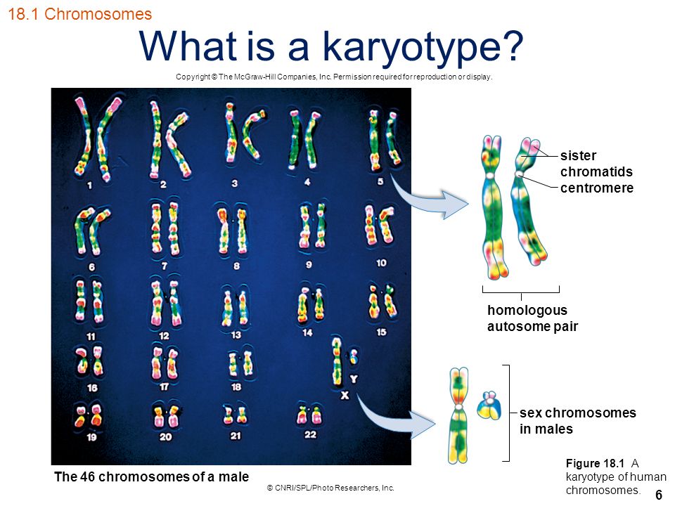 6 What is a karyotype Chromosomes Copyright © The McGraw-Hill Companies, Inc.