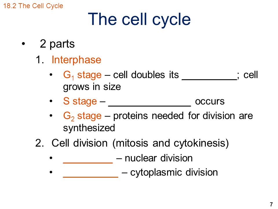 7 2 parts 1.Interphase G 1 stage – cell doubles its __________; cell grows in size S stage – _______________ occurs G 2 stage – proteins needed for division are synthesized 2.Cell division (mitosis and cytokinesis) _________ – nuclear division __________ – cytoplasmic division 18.2 The Cell Cycle The cell cycle
