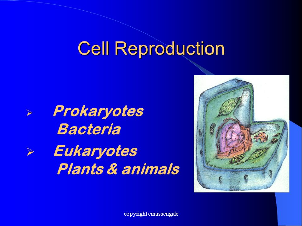 Cell Reproduction  Prokaryotes Bacteria  Eukaryotes Plants & animals copyright cmassengale