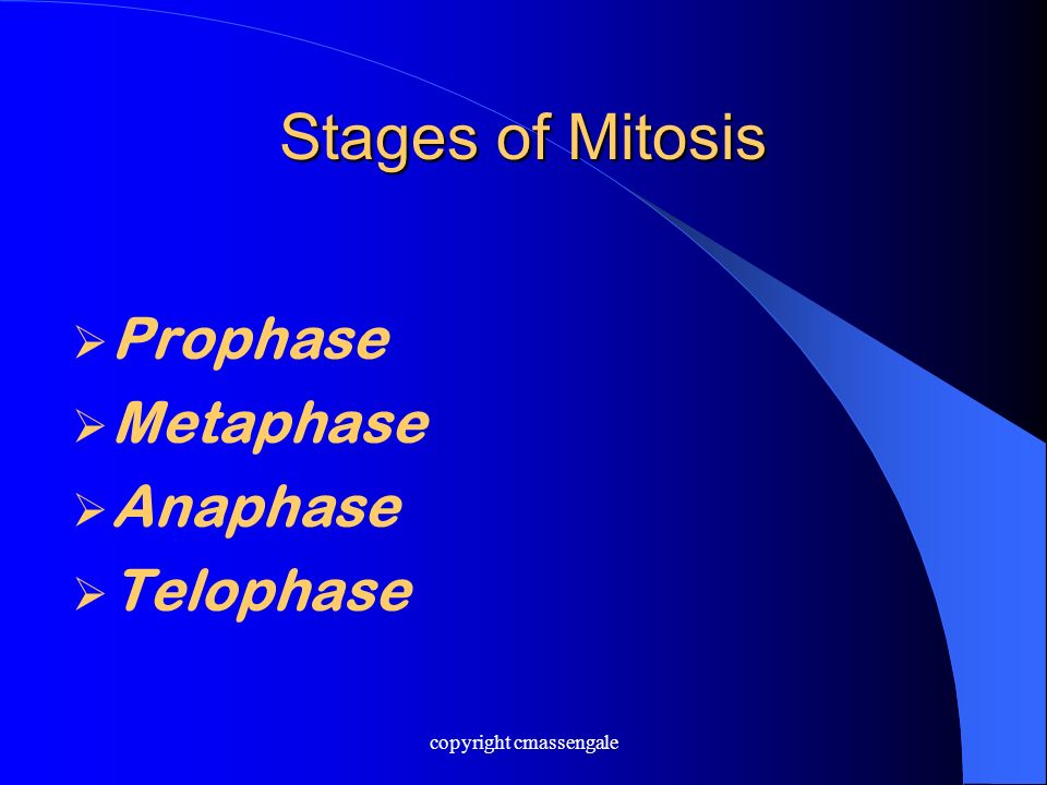 Stages of Mitosis  Prophase  Metaphase  Anaphase  Telophase copyright cmassengale