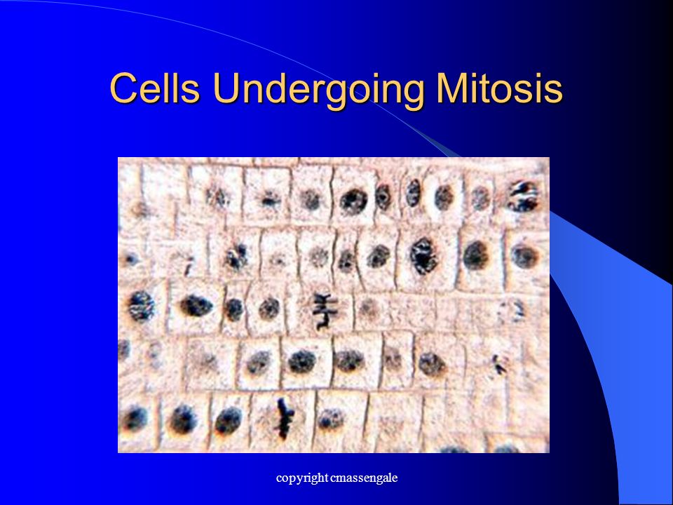 Cells Undergoing Mitosis copyright cmassengale